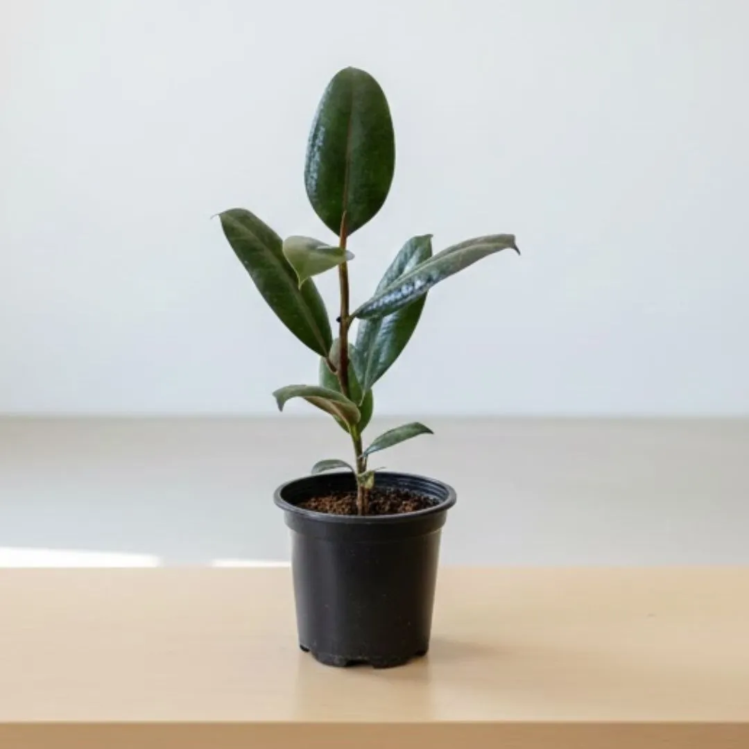 Air Purifying - Rubber Black in 4 Inch Nursery Pot