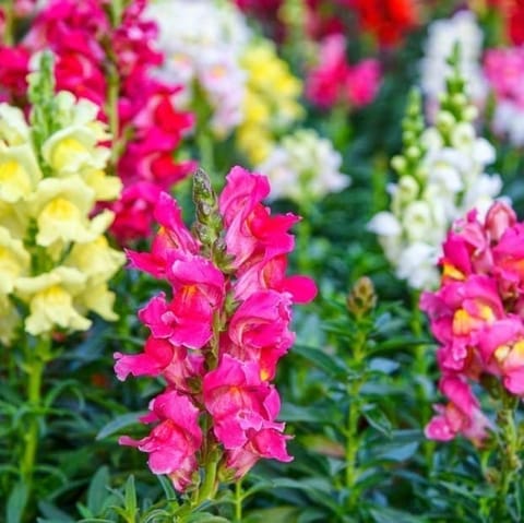 Set Of 3 - Antirrihinum Majus / Dog Flower (Any Colour) in 4 Inch Nursery Bag