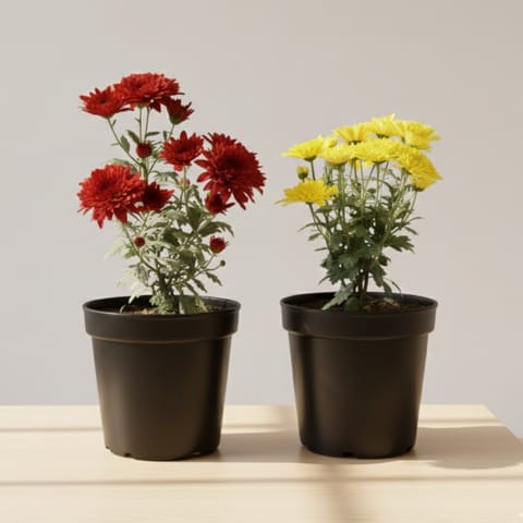 Beautiful Set of 2 - Chrysanthemum / Guldawari (Any Colour) in 6 Inch Nursery Pot