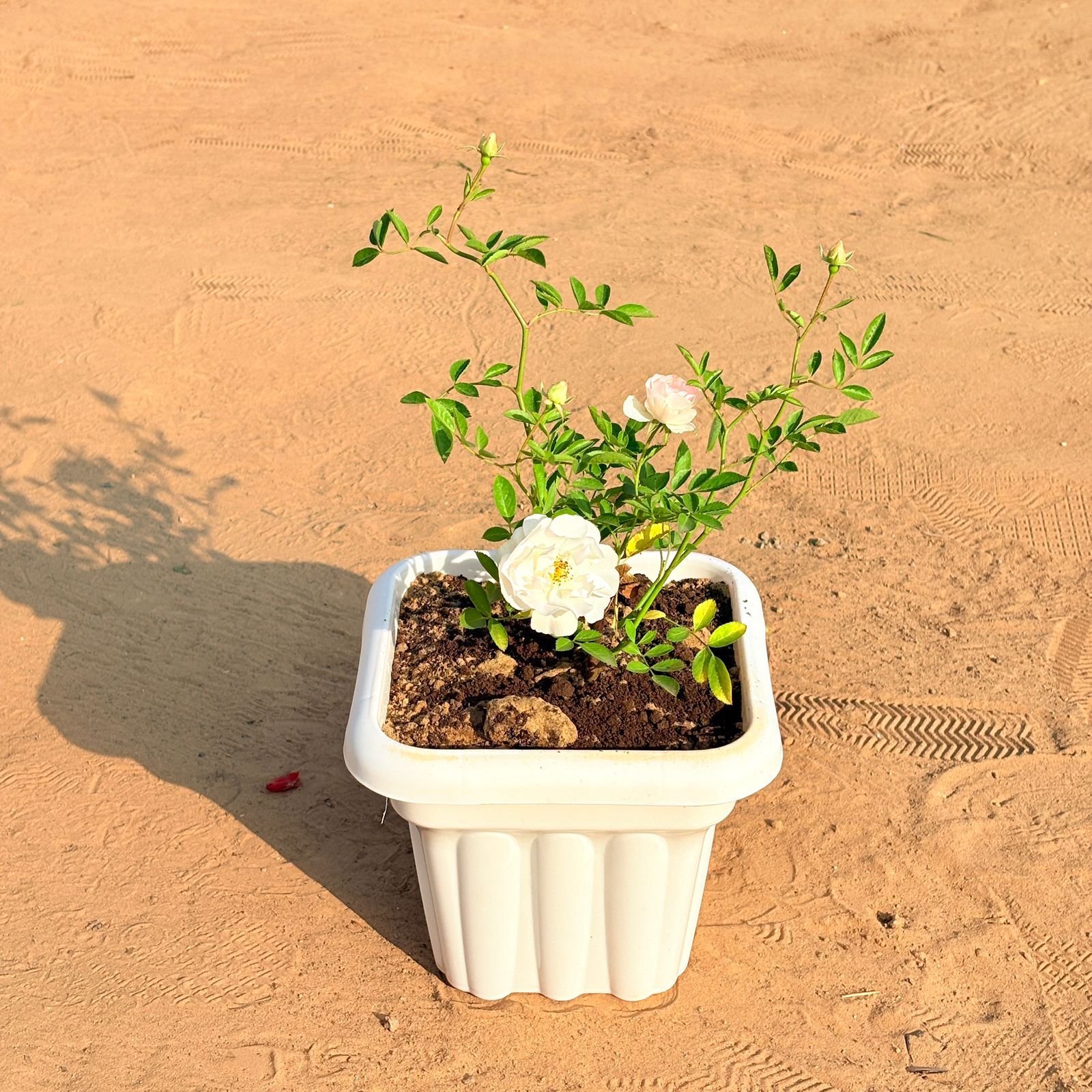 Rose White in 8 Inch White Heavy Square Plastic Pot