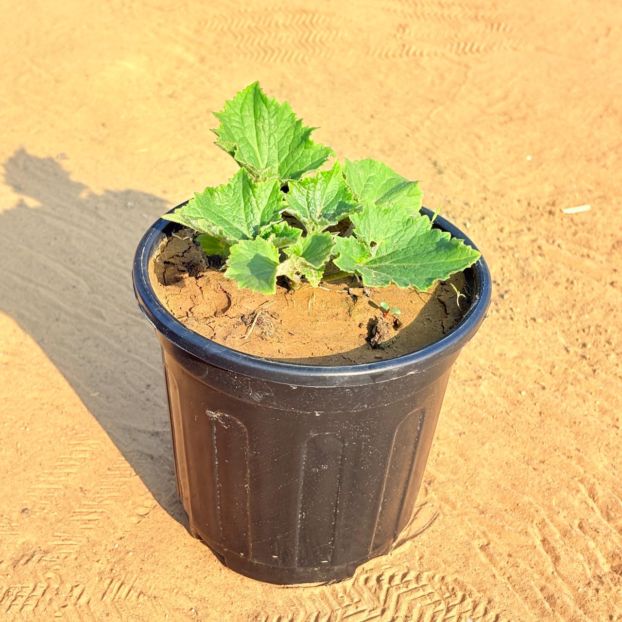Cineraria (Any Colour) in 6 Inch Black Super Nursery Pot