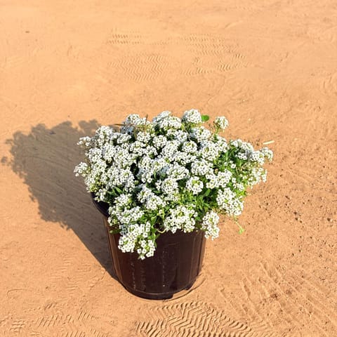 Alyssum White in 6 Inch Black Super Nursery Pot