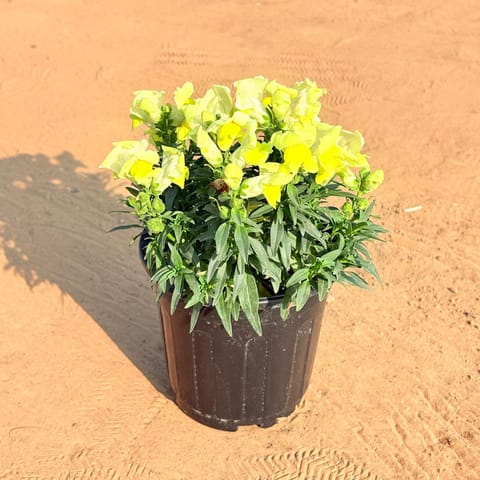 Antirrhinum Majus / Dog Flower (any colour) in 6 Inch Black Super Nursery Pot