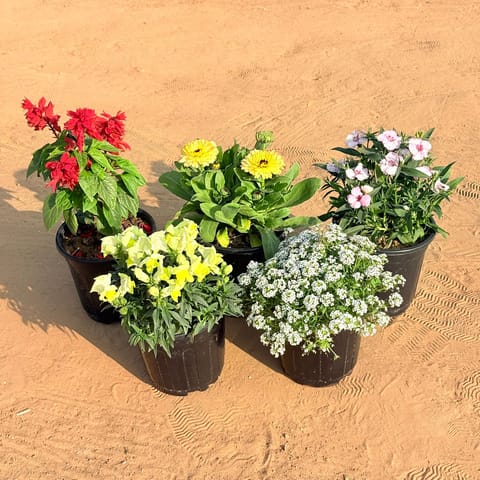Set of 5 - Antirrhinum Majus / Dog Flower (any colour), Calendula (any colour), Dianthus (any colour), Antirrhinum Majus / Dog Flower (any colour) & Alyssum White in 6 Inch Black Super Nursery Pot