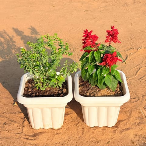 Set of 2 - Cuphea / False Heather White & Salvia Red in 8 Inch Live Plant White Heavy Square Plastic Pot