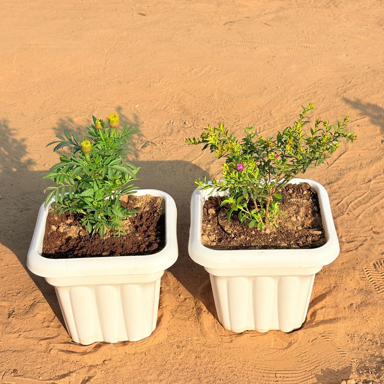 Set of 2 - Marigold (any colour) & Cuphea / False Heather Pink in 8 Inch White Heavy Square Plastic Pot