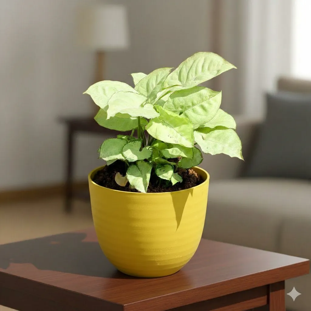Syngonium White in 4 Inch Yellow Avora Premium Plastic Planter
