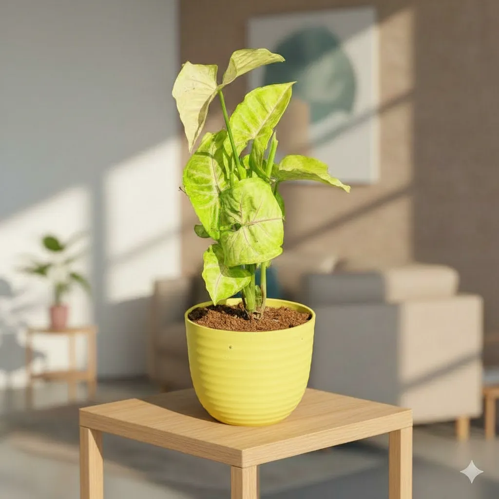 Syngonium Desi White in 4 Inch Yellow Avora Premium Plastic Planter