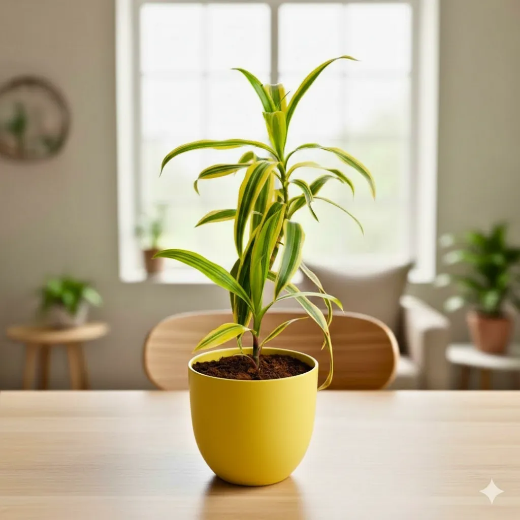 Song of India in 4 Inch Yellow Avora Premium Plastic Planter