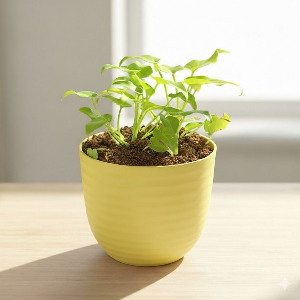 Gift Ready - Xanadu Golden in 4 Inch Yellow Avora Premium Plastic Planter - with Gift Bag