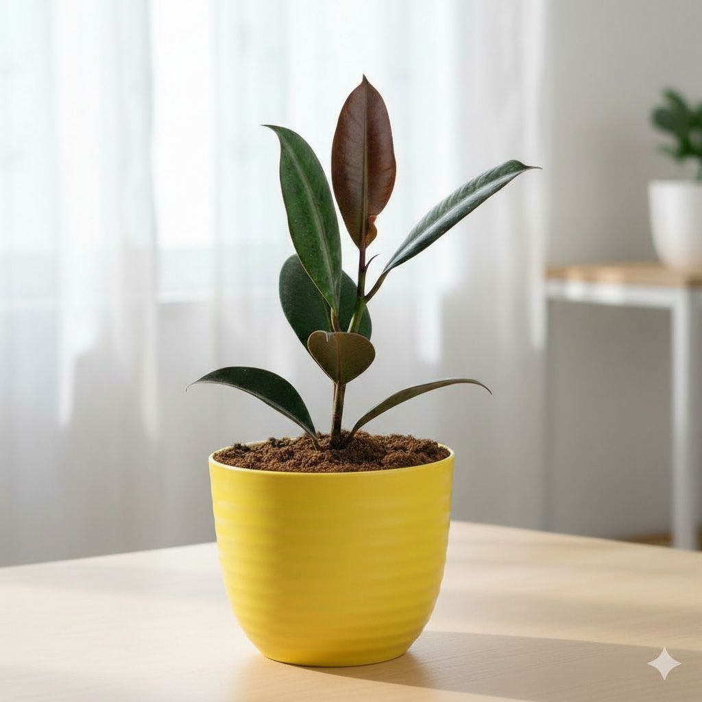 Gift Ready - Rubber Black in 4 Inch Yellow Avora Premium Plastic Planter - with Gift Bag