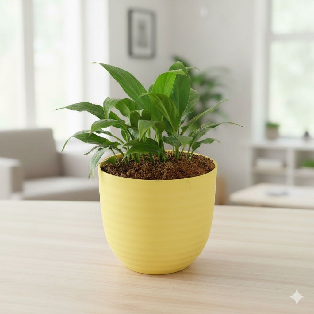 Gift Ready - Peace Lily in 4 Inch Yellow Avora Premium Plastic Planter - with Gift Bag