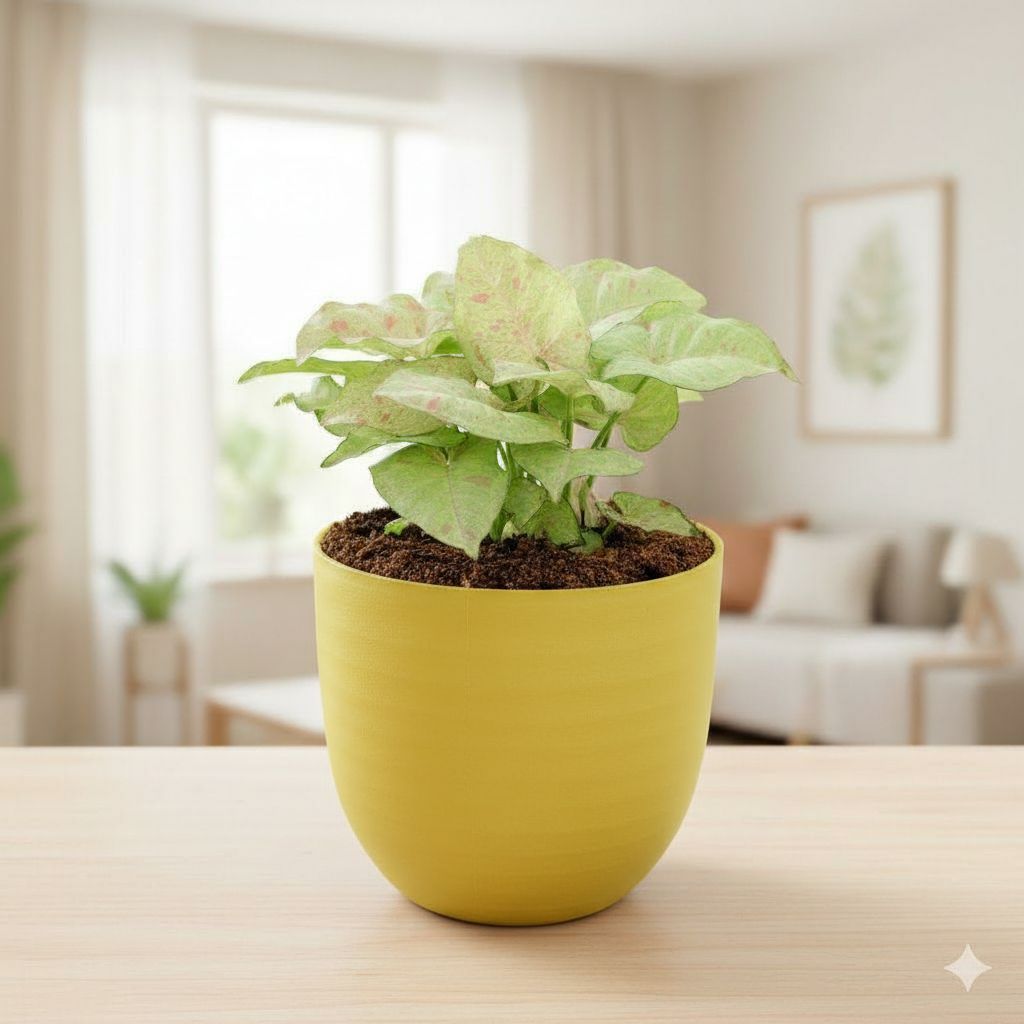 Gift Ready - Syngonium Candyfloss in 4 Inch Yellow Avora Premium Plastic Planter - with Gift Bag