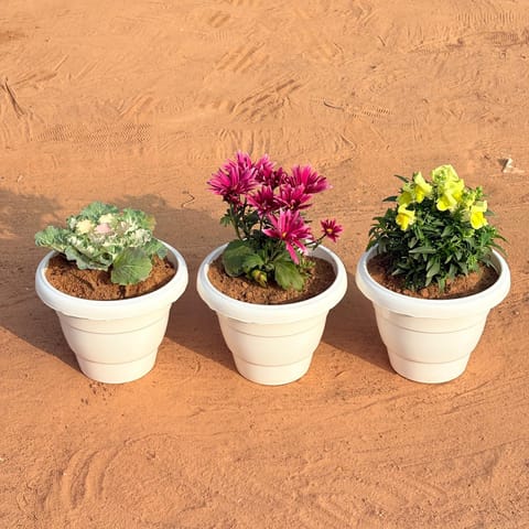 Set of 3 - Chrysanthemum / Guldawari / Guldaudi, Antirrhinum Majus / Dog Flower & Kale (Any Colour) in 8 Inch White Classy Plastic Pot