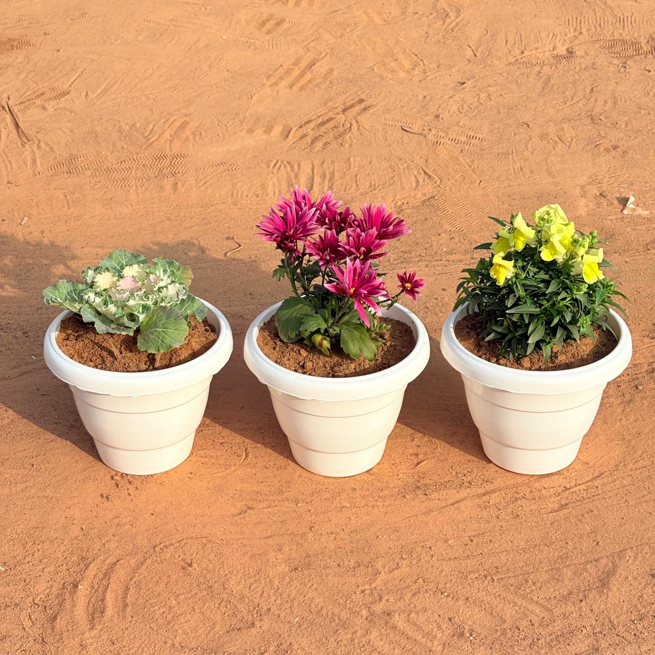 Set of 3 - Chrysanthemum / Guldawari / Guldaudi, Antirrhinum Majus / Dog Flower & Kale (Any Colour) in 8 Inch White Classy Plastic Pot