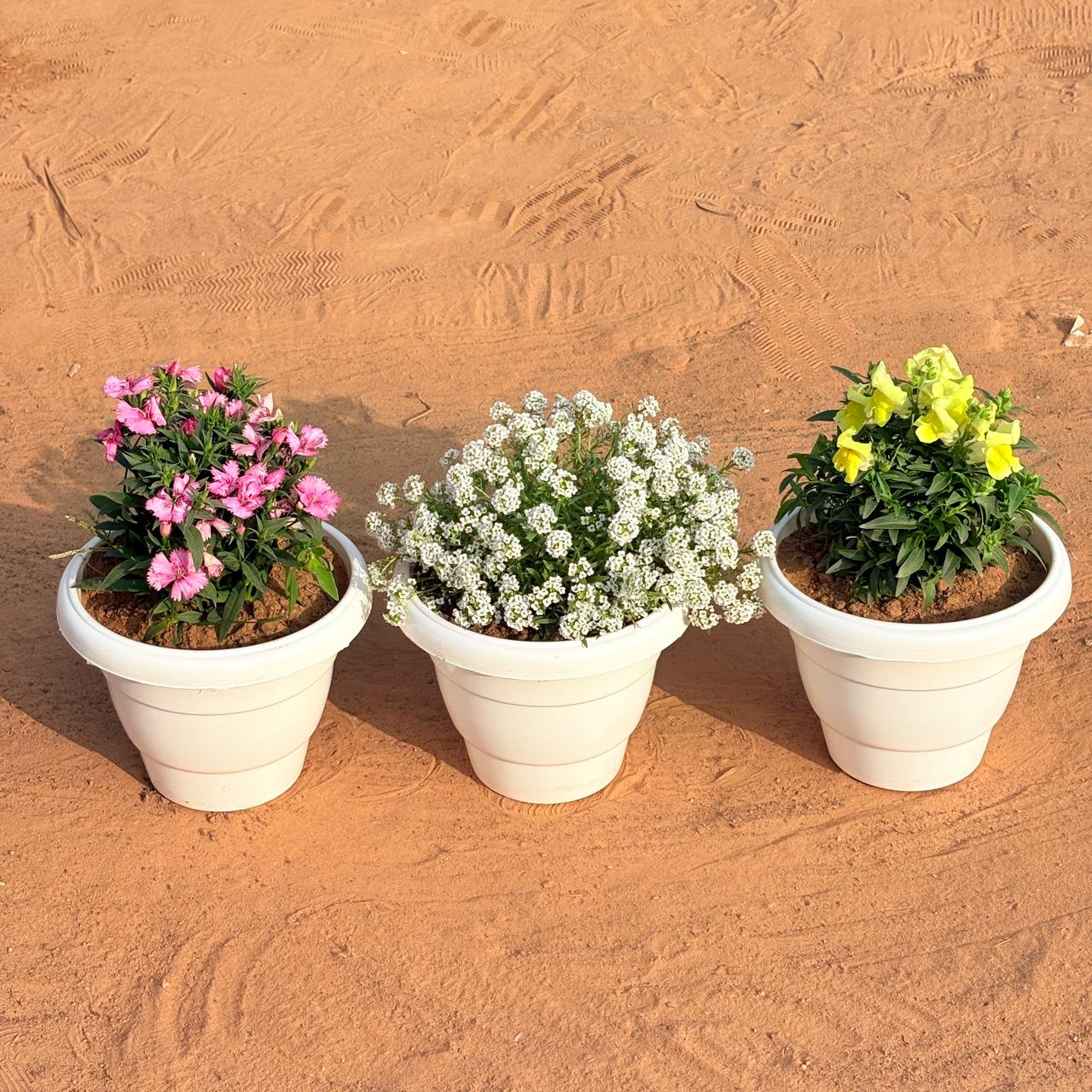 Set of 3 - Alyssum White, Antirrhinum Majus / Dog Flower & Dianthus (Any Colour) in 8 Inch White Classy Plastic Pot