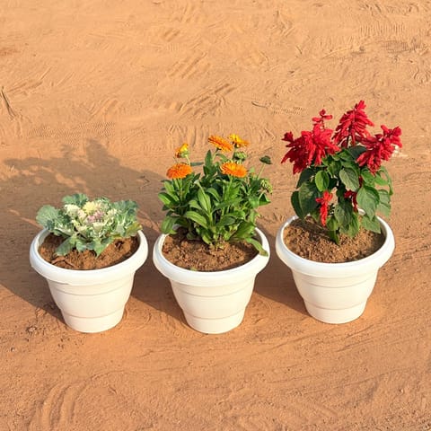 Set of 3 - Salvia Red, Kale & Calendula (Any Colour) in 8 Inch White Classy Plastic Pot