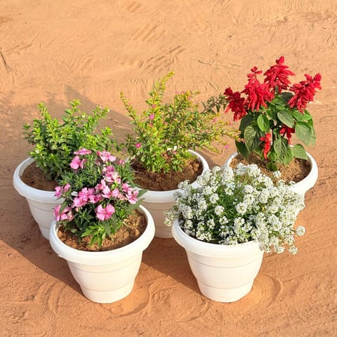 Set of 5 - Salvia Red, Cuphea / False Heather, Dianthus & Alyssum White (Any Colour) in 8 Inch White Classy Plastic Pot