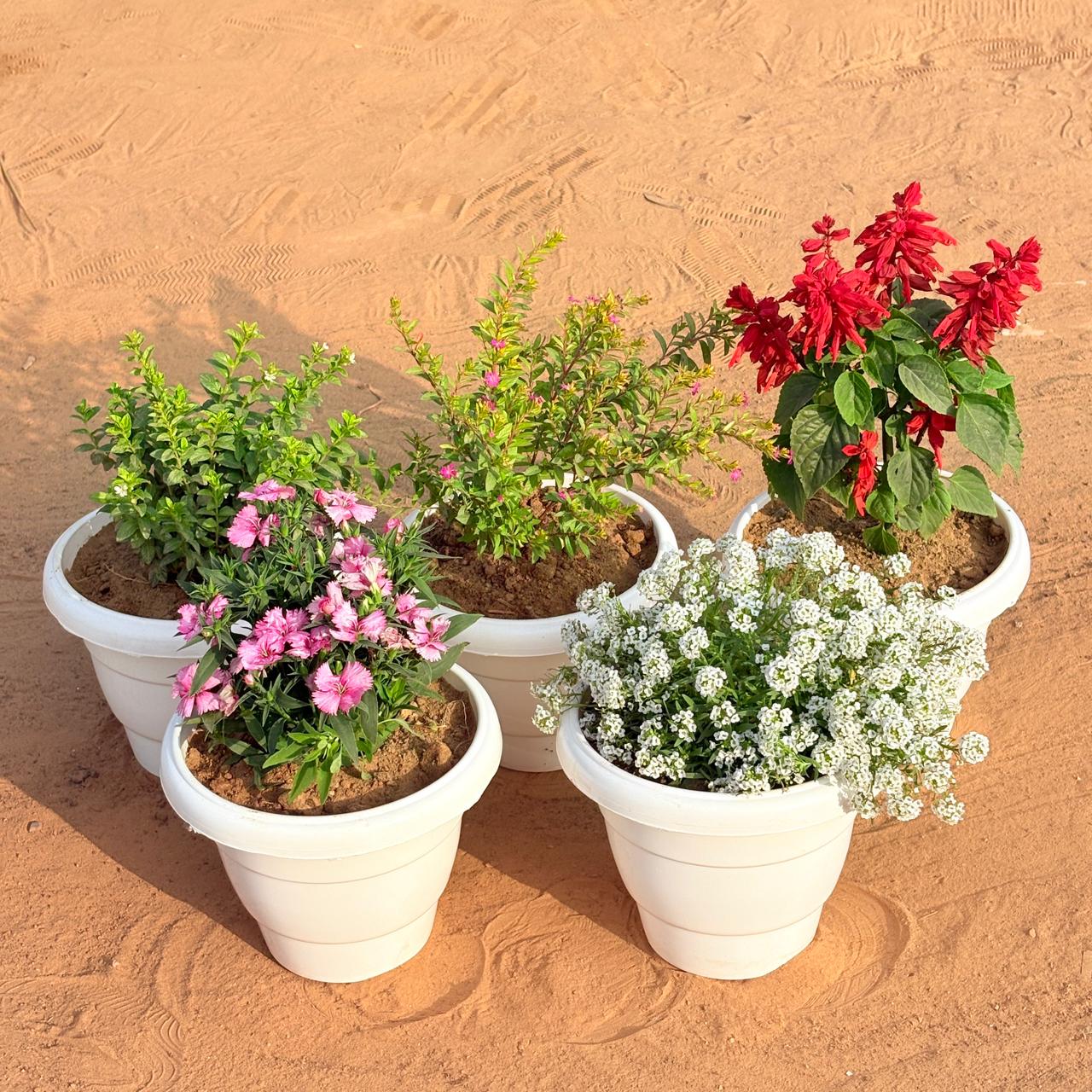 Set of 5 - Salvia Red, Cuphea / False Heather, Dianthus & Alyssum White (Any Colour) in 8 Inch White Classy Plastic Pot