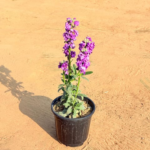 Stock Plant Pink in 6 Inch Black Super Nursery Pot