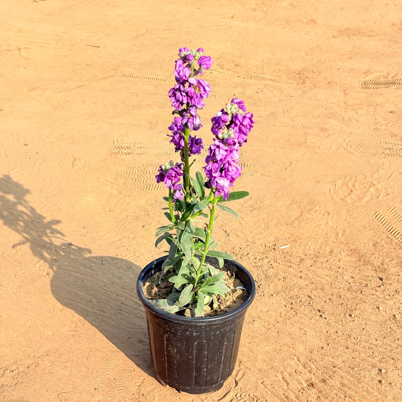 Stock Plant Pink in 6 Inch Black Super Nursery Pot