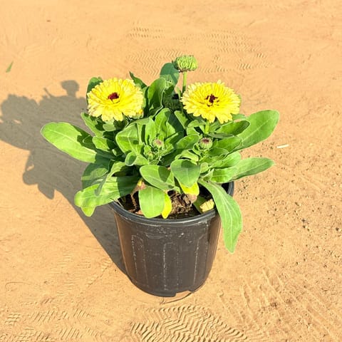 Calendula (any colour) in 6 Inch Black Super Nursery Pot