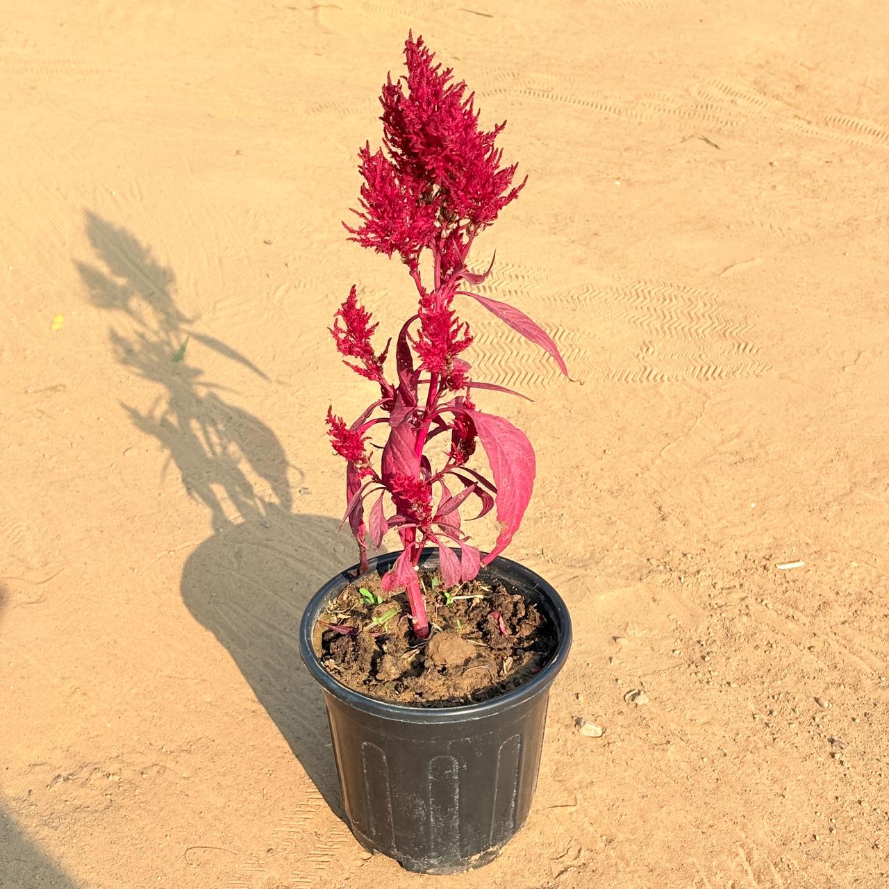 Celosia (any colour) in 6 Inch Black Super Nursery Pot
