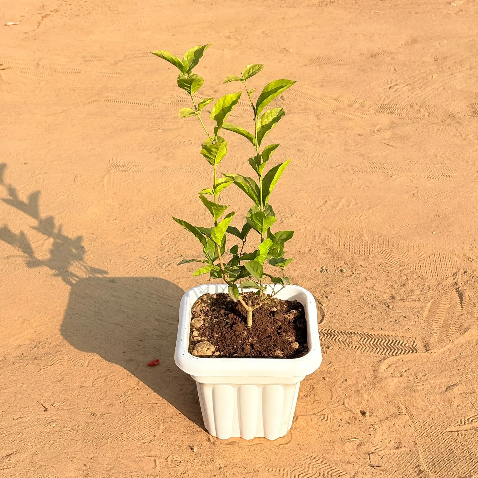 Mogra / Jasmine (Any Colour) in 8 Inch White Heavy Square Plastic Pot