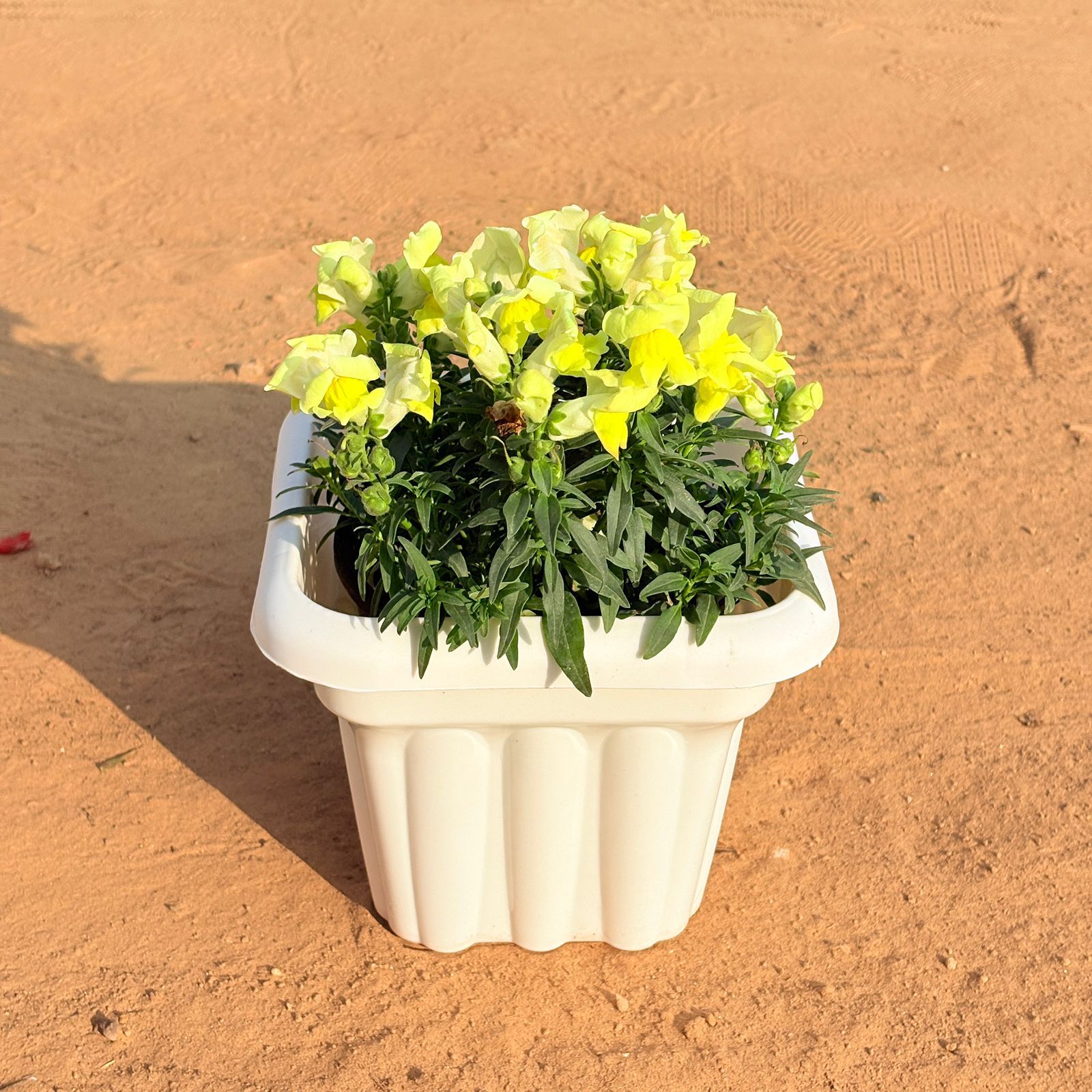Antirrhinum Majus / Dog Flower (any colour) in 8 Inch White Heavy Square Plastic Pot