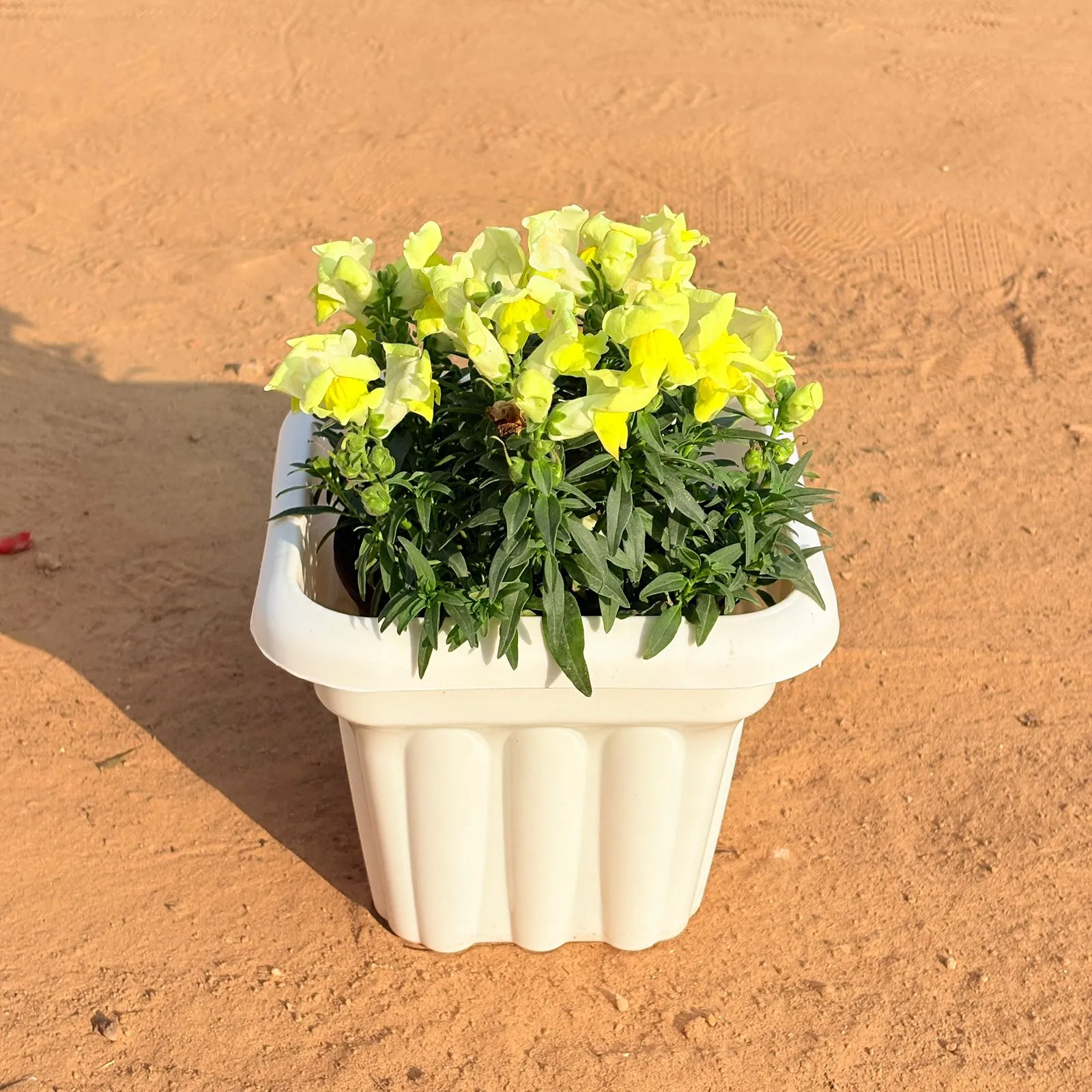 Antirrhinum Majus / Dog Flower (any colour) in 8 Inch White Heavy Square Plastic Pot
