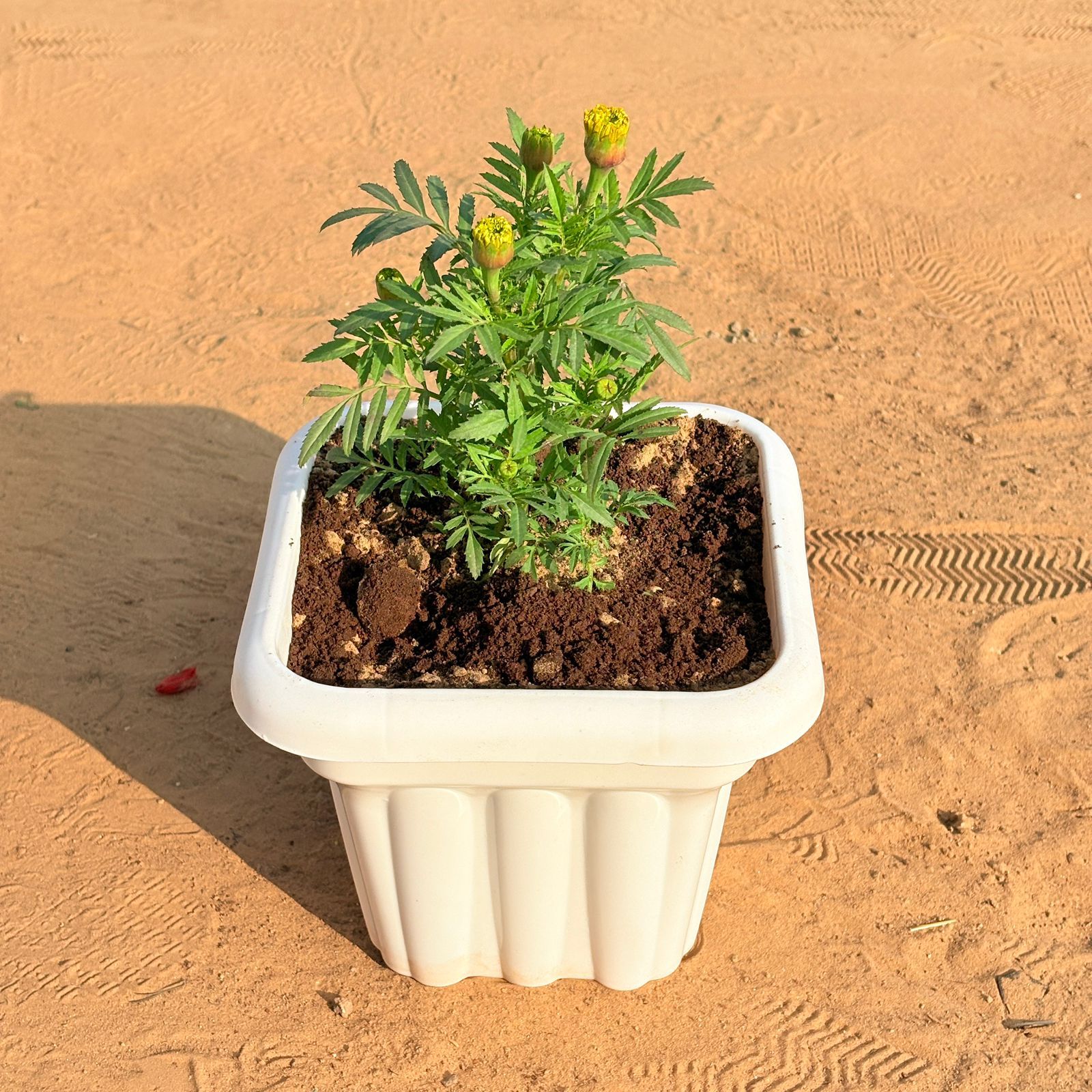 Marigold (any colour) in 8 Inch White Heavy Square Plastic Pot