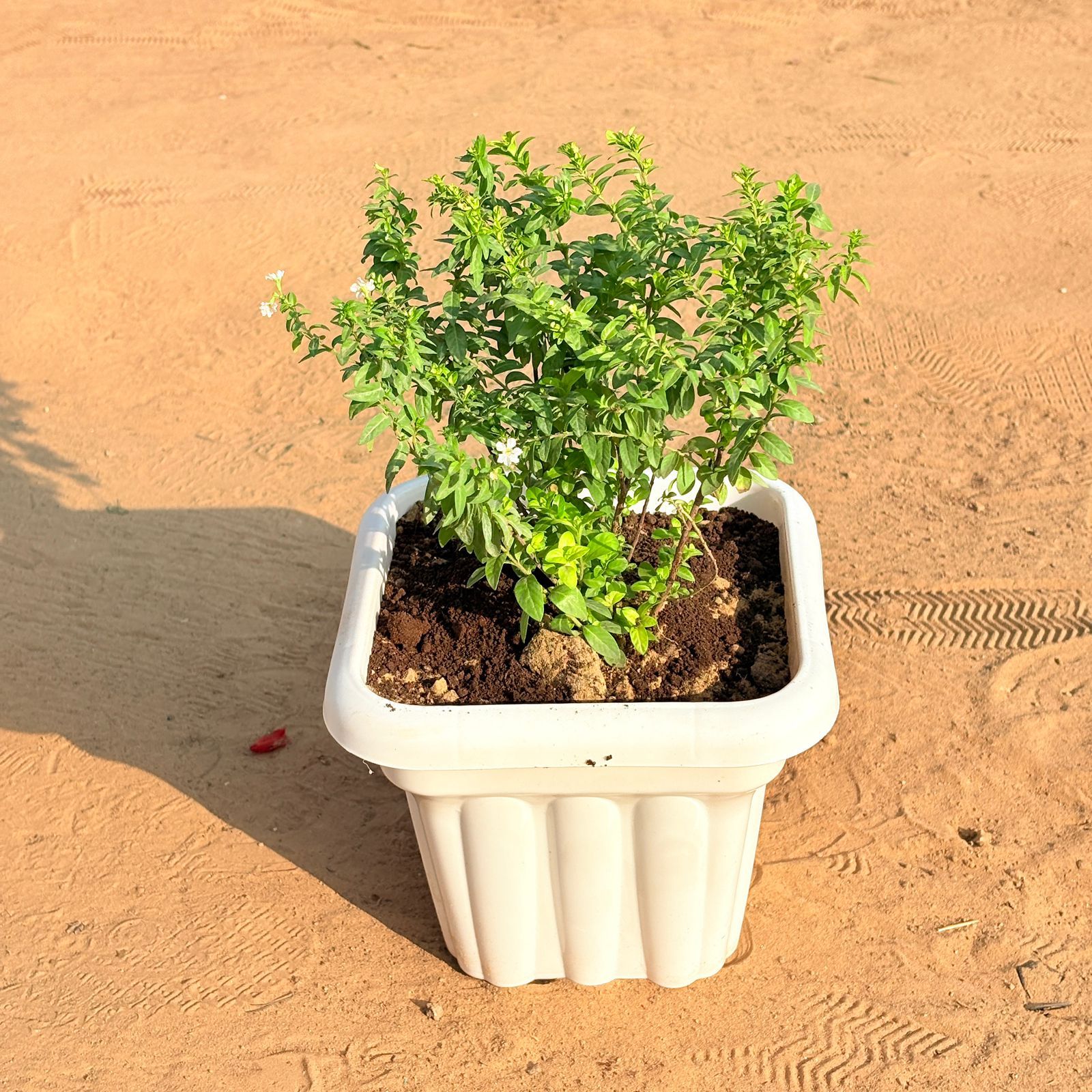 Cuphea / False Heather White in 8 Inch White Heavy Square Plastic Pot