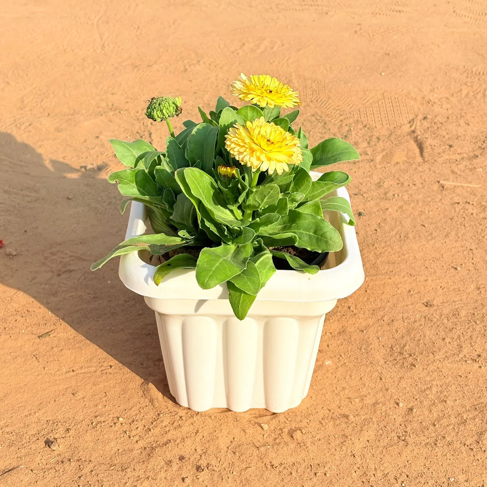 Calendula (any colour) in 8 Inch White Heavy Square Plastic Pot