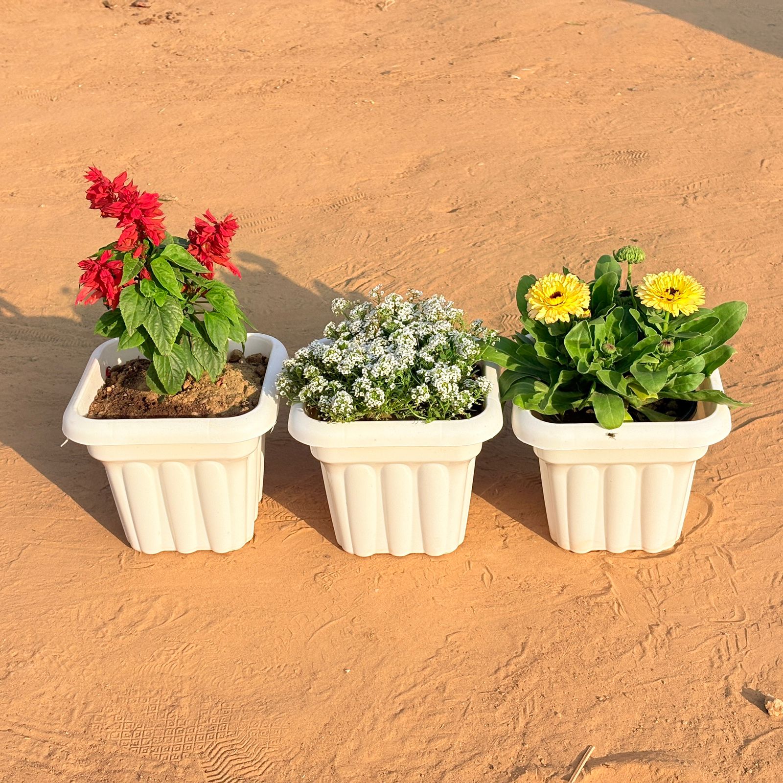 Set of 3 - Salvia Red, Alyssum White & Calendula (any colour) in 8 Inch White Heavy Square Plastic Pot