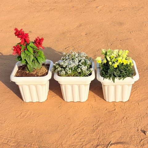 Set of 3 - Salvia Red, Alyssum White & Antirrhinum Majus / Dog Flower (any colour) in 8 Inch White Heavy Square Plastic Pot
