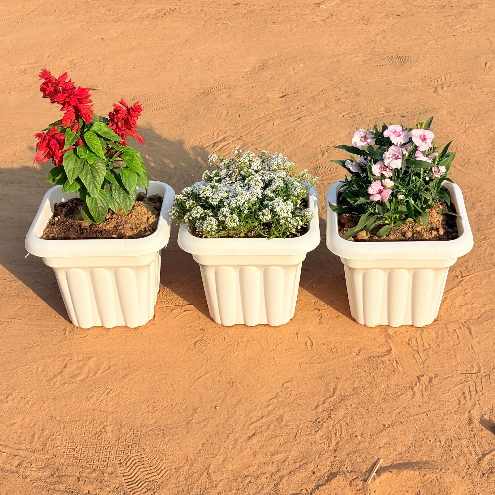 Set of 3 - Salvia Red, Alyssum White & Dianthus (any colour) in 8 Inch White Heavy Square Plastic Pot