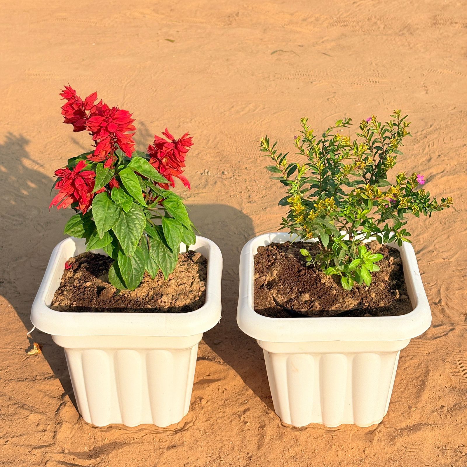 Set of 2 - Salvia Red & Cuphea / False Heather Pink in 8 Inch White Heavy Square Plastic Pot
