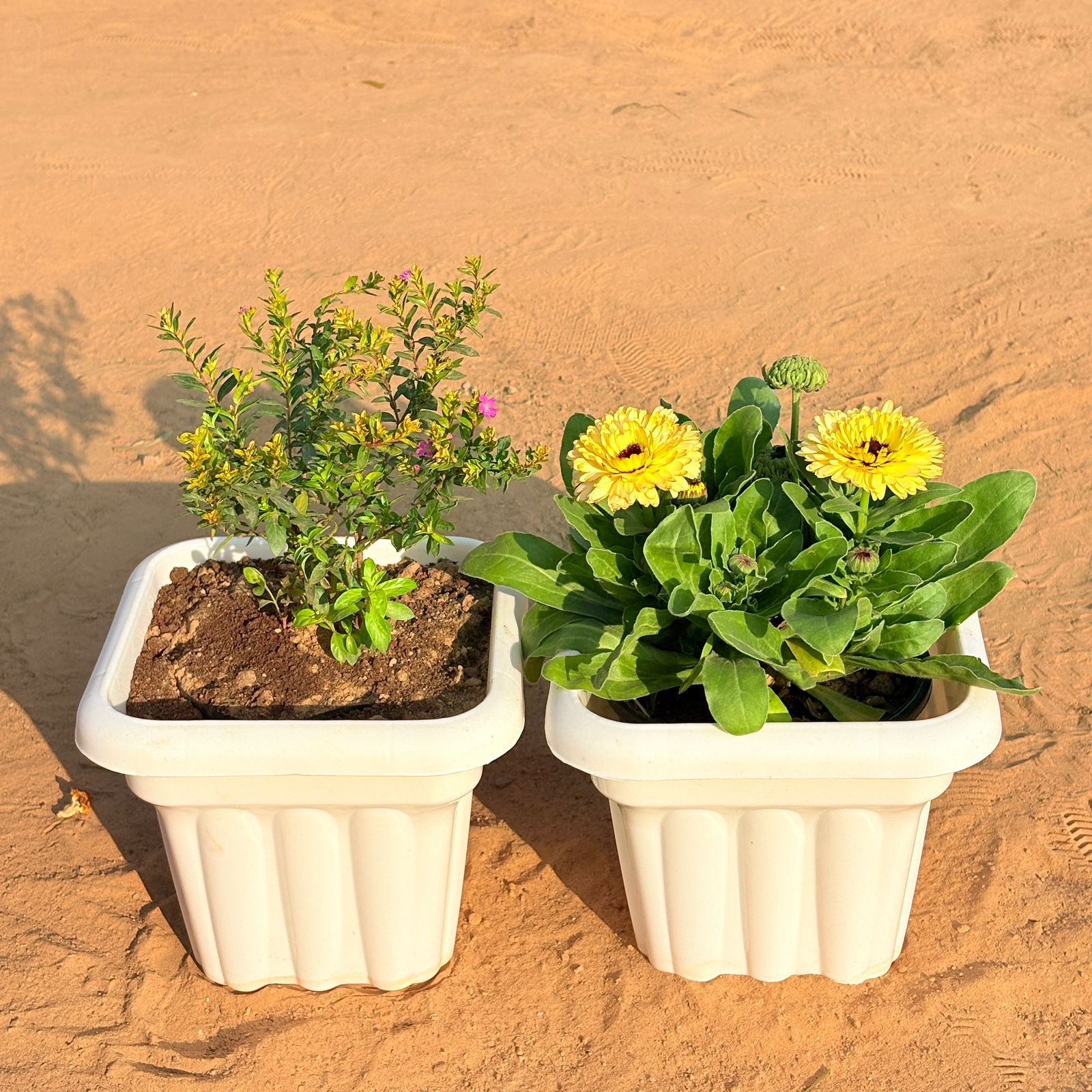 Set of 2 - Calendula (any colour) & Cuphea / False Heather Pink in 8 Inch White Heavy Square Plastic Pot