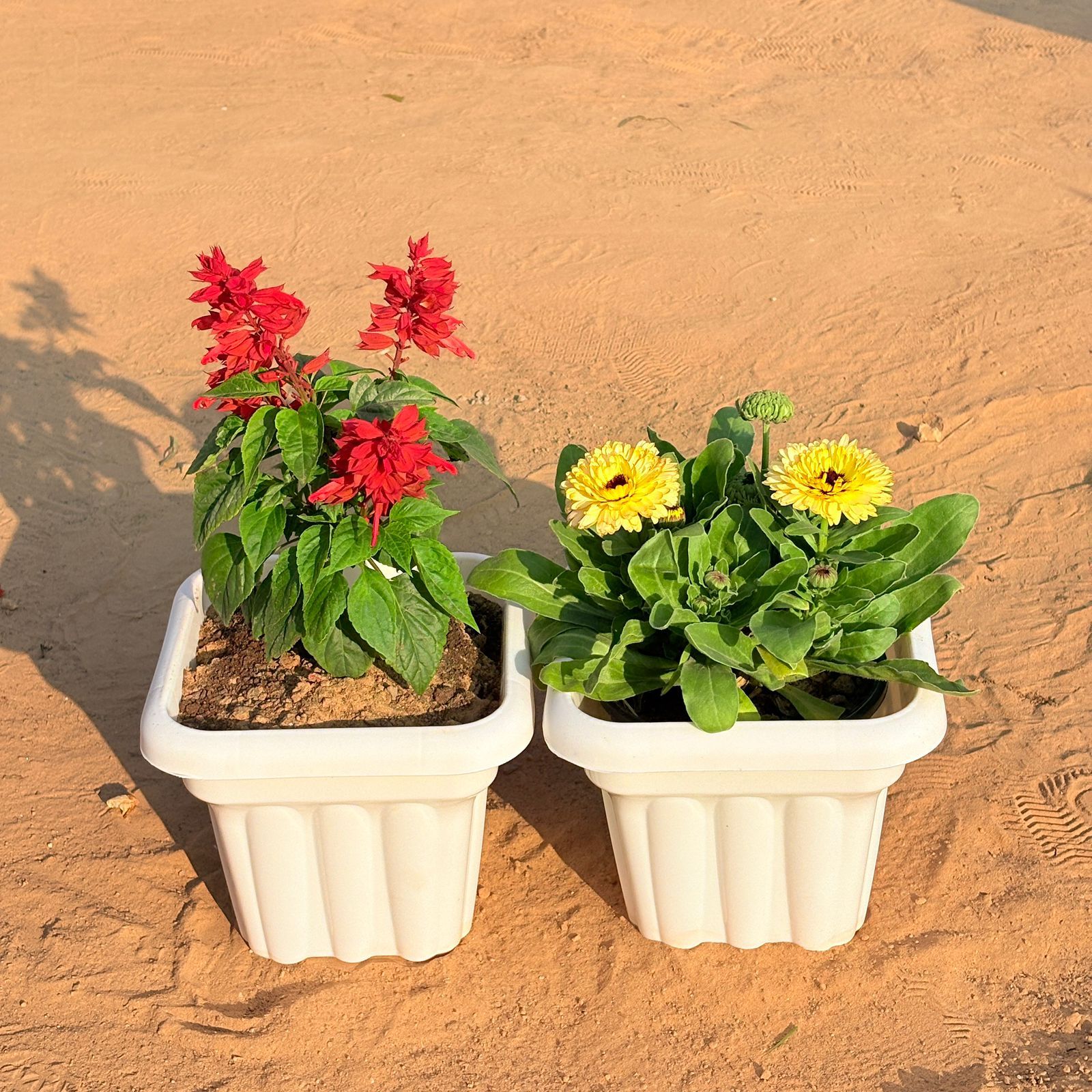 Set of 2 - Salvia Red & Calendula (any colour) in 8 Inch White Heavy Square Plastic Pot