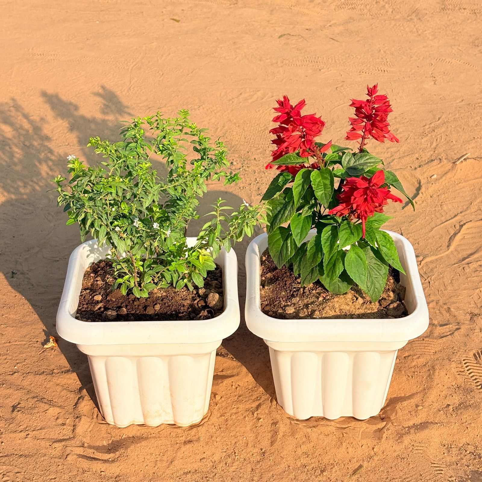 Set of 2 - Cuphea / False Heather White & Salvia Red in 8 Inch White Heavy Square Plastic Pot