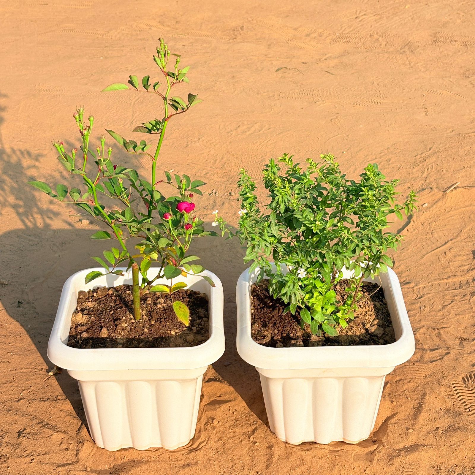 Set of 2 - Rose Red & Cuphea / False Heather White in 8 Inch White Heavy Square Plastic Pot