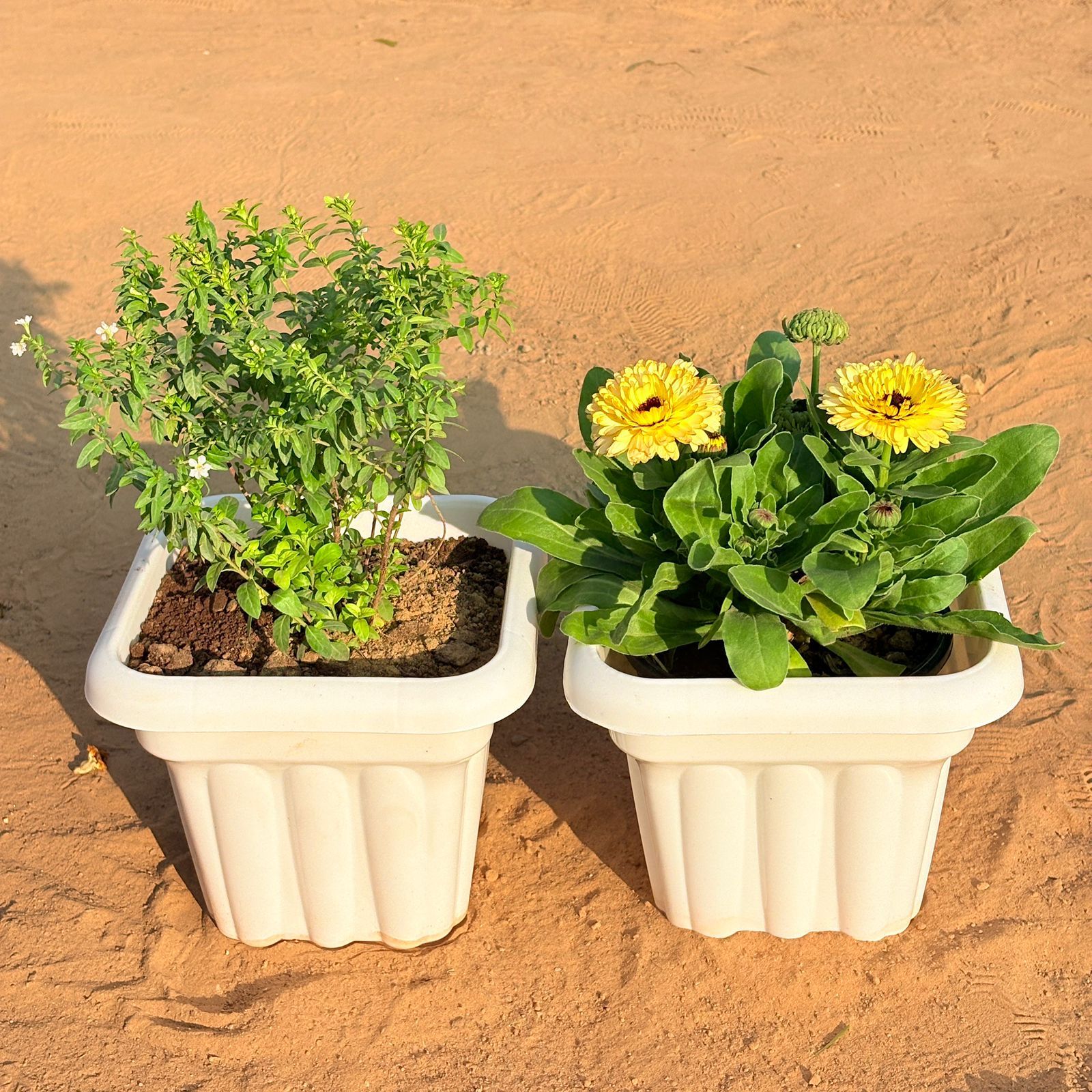 Set of 2 - Cuphea / False Heather White & Calendula (any colour) in 8 Inch White Heavy Square Plastic Pot