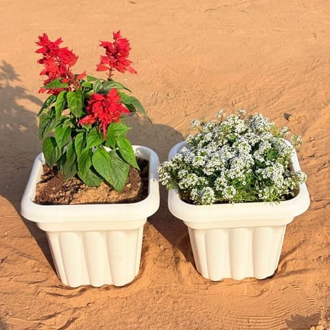 Set of 2 - Salvia Red & Alyssum White in 8 Inch White Heavy Square Plastic Pot