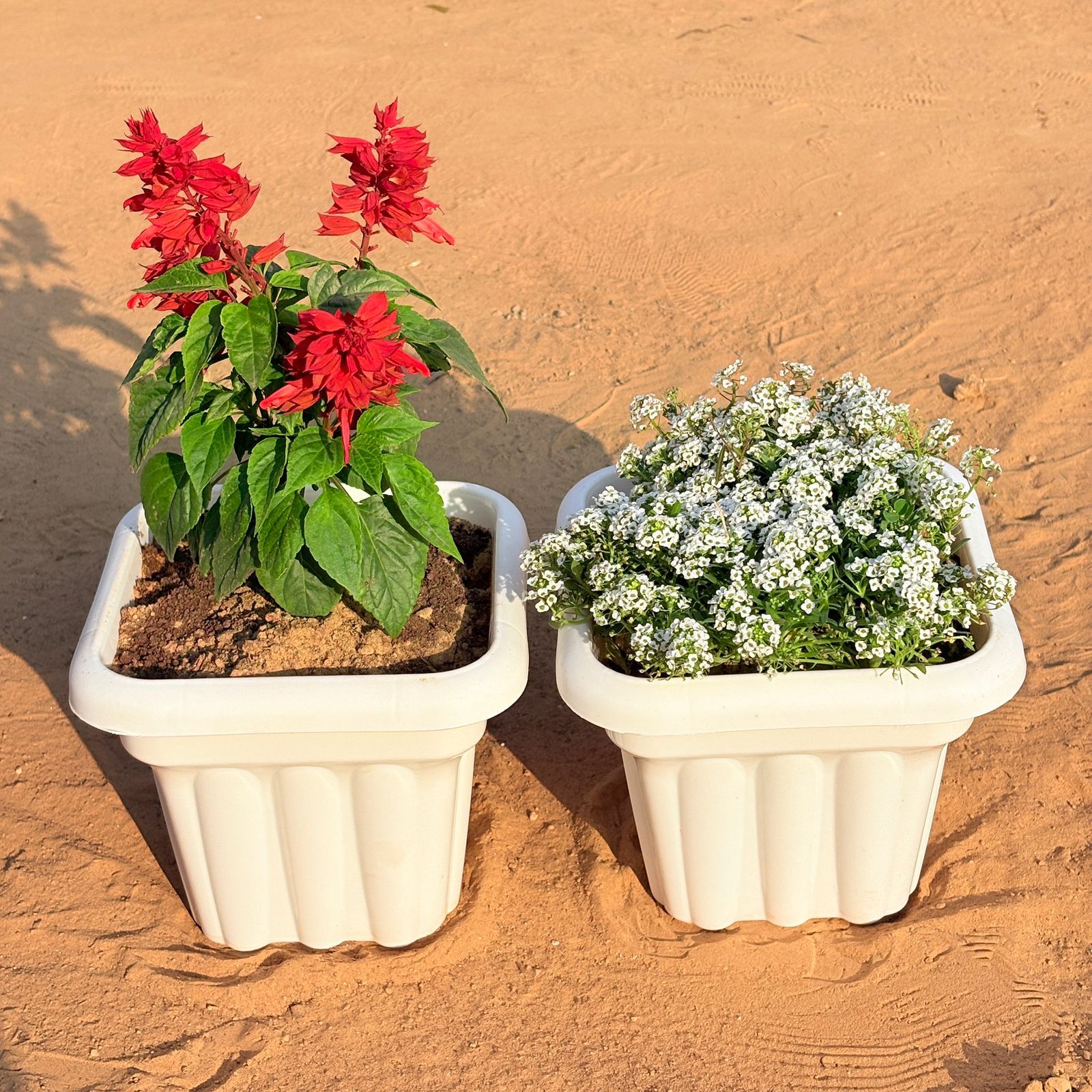 Set of 2 - Salvia Red & Alyssum White in 8 Inch White Heavy Square Plastic Pot