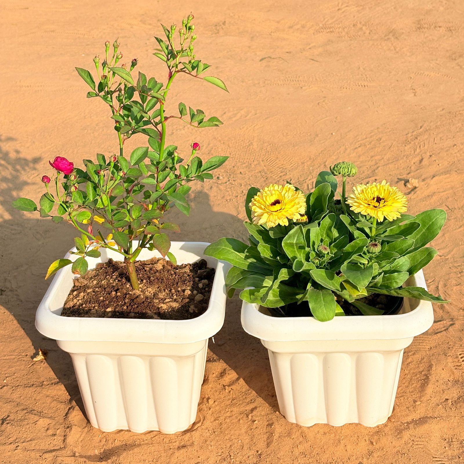 Set of 2 - Rose Red & Calendula (any colour) in 8 Inch White Heavy Square Plastic Pot