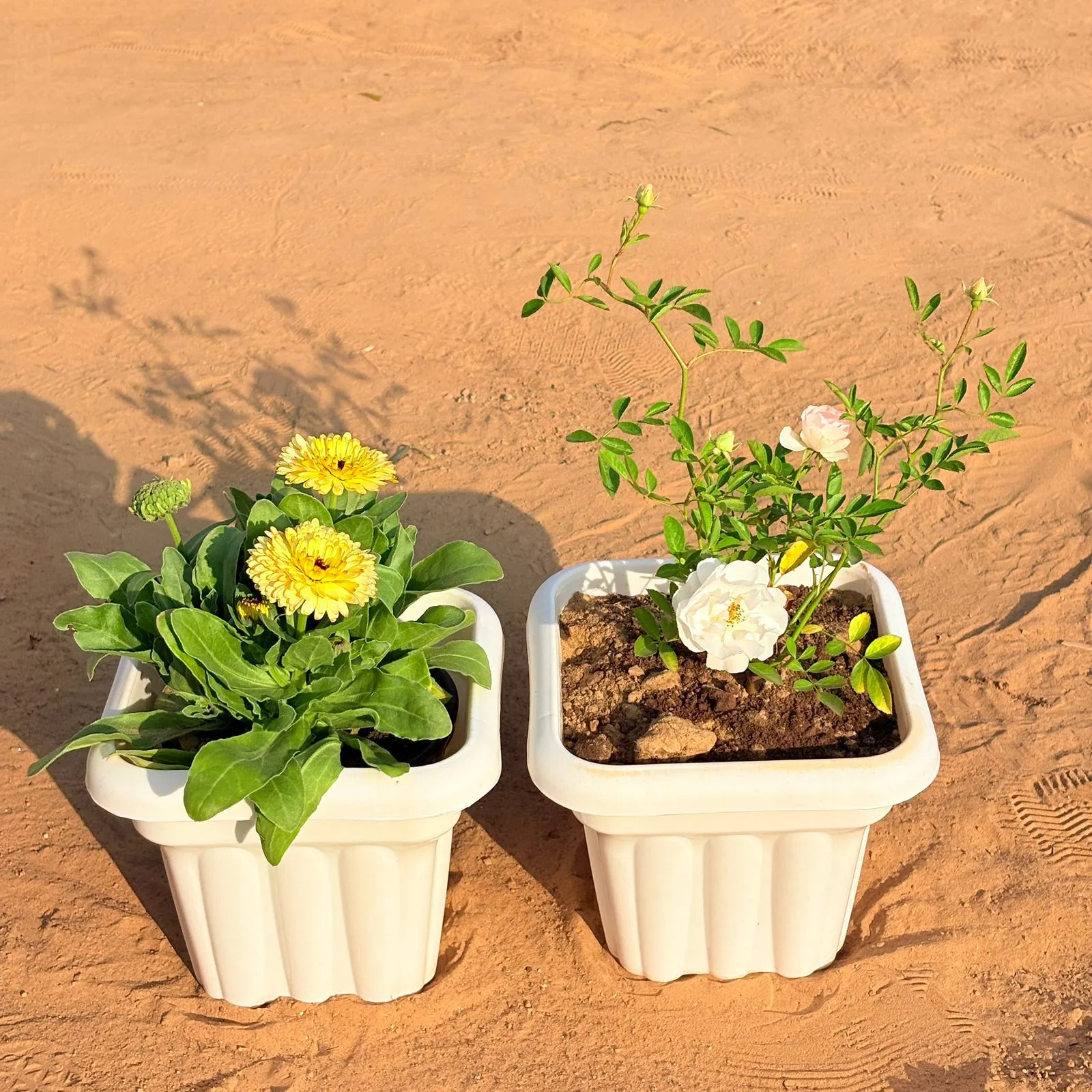 Set of 2 - Calendula (any colour) & Rose White in 8 Inch White Heavy Square Plastic Pot