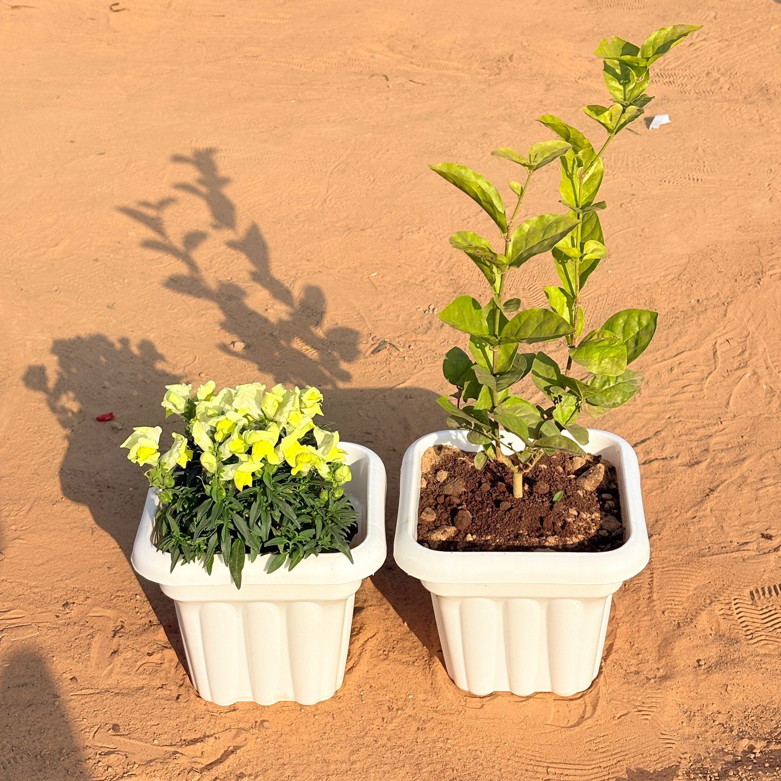 Set of 2 - Antirrhinum Majus / Dog Flower (any colour) & Mogra / Jasmine (Any Colour) in 8 Inch White Heavy Square Plastic Pot