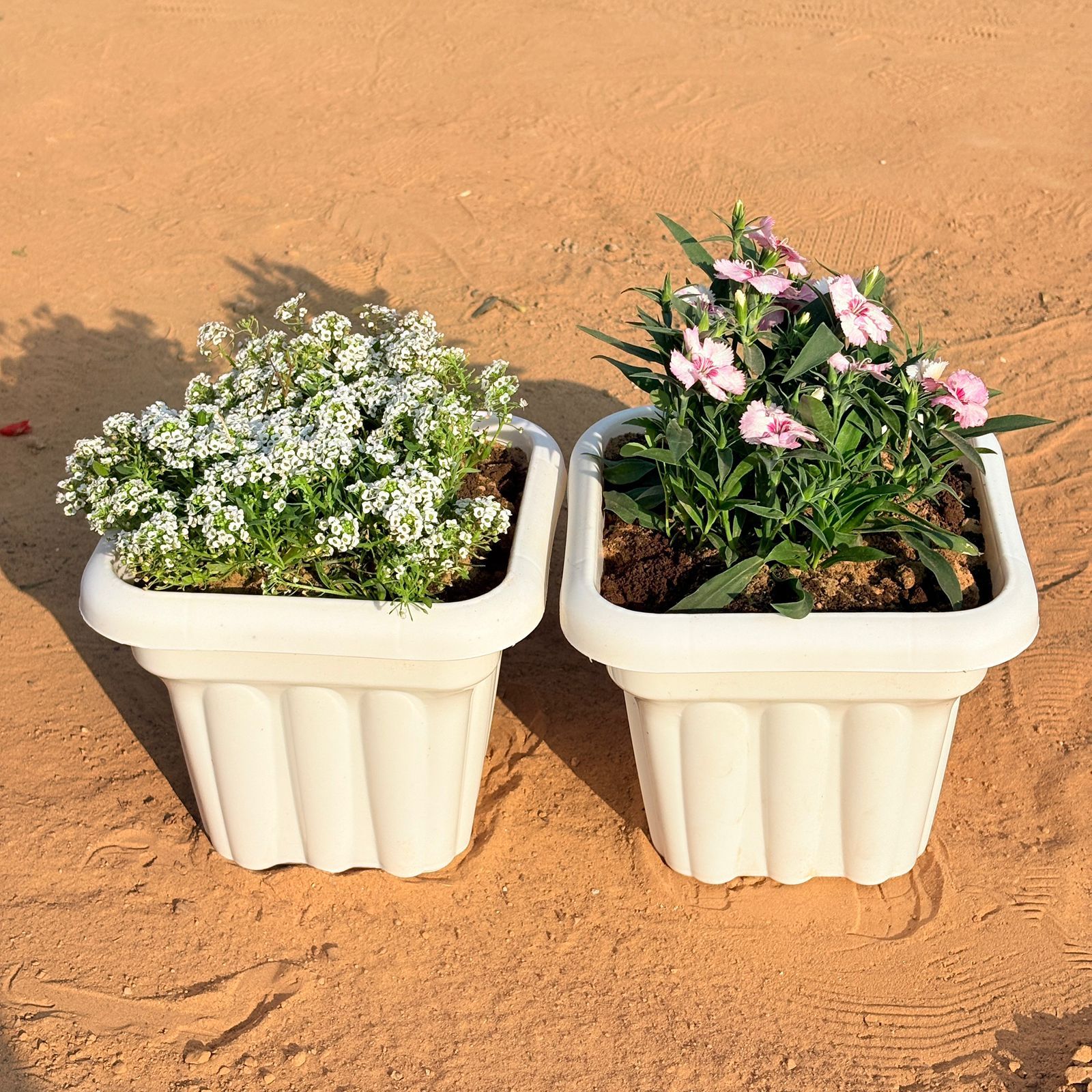 Set of 2 - Alyssum White & Dianthus (any colour) in 8 Inch White Heavy Square Plastic Pot