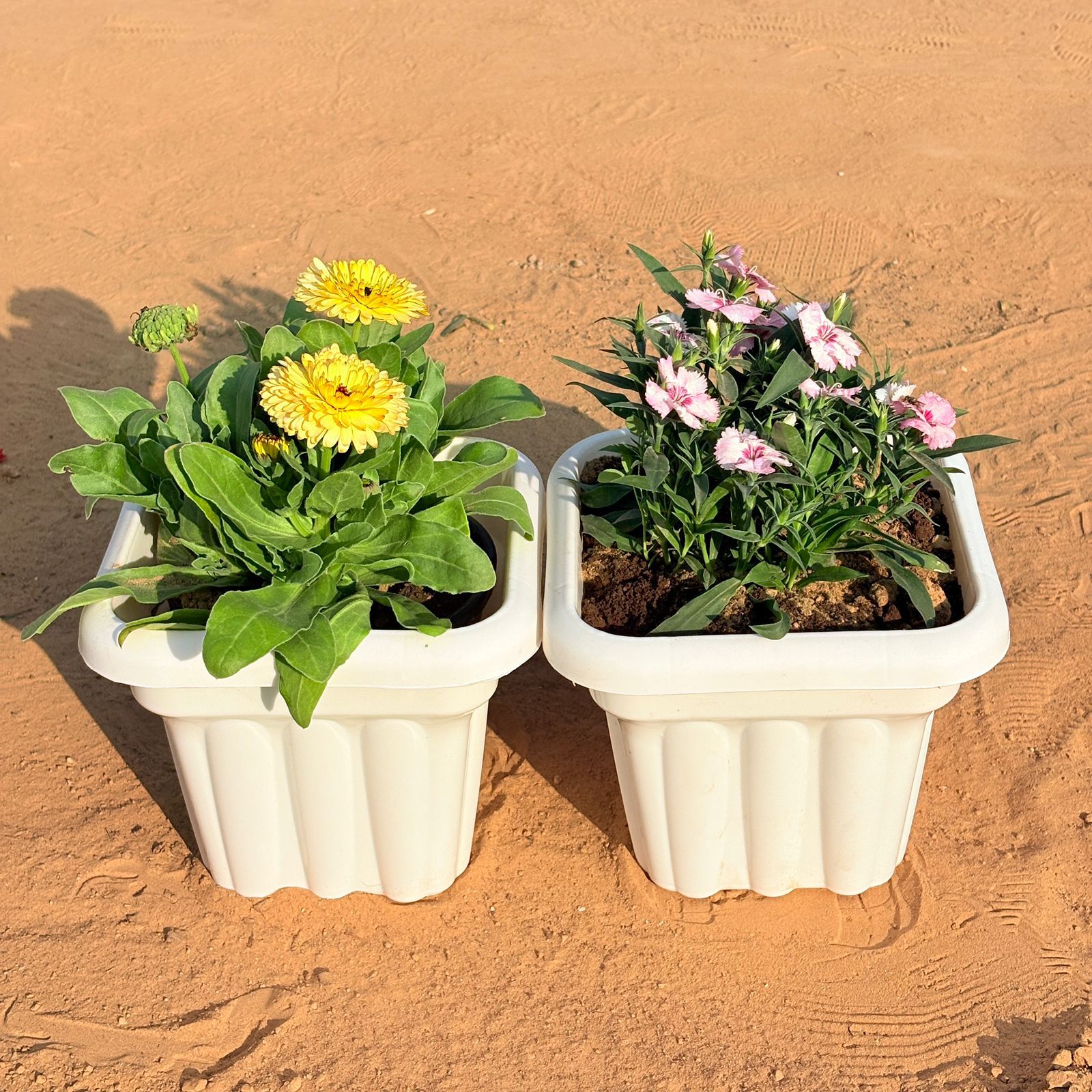 Set of 2 - Calendula (any colour) & Dianthus (any colour) in 8 Inch White Heavy Square Plastic Pot