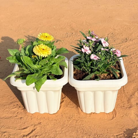 Set of 2 - Calendula (any colour) & Dianthus (any colour) in 8 Inch White Heavy Square Plastic Pot